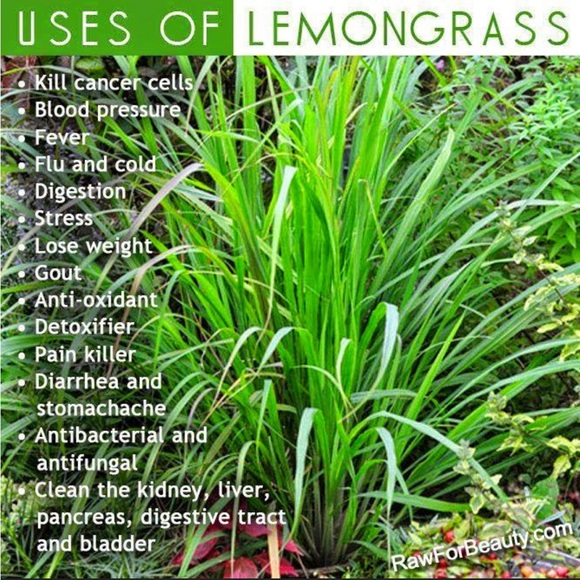 Lemongrass EO skin health benefits - Picture 4 of 5
